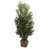 Laurier du Portugal à feuilles étroites - Prunus lusitanica Angustifolia en Motte 100/120cm