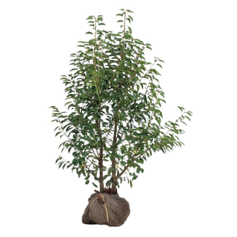 Laurier du Portugal à feuilles étroites - Prunus lusitanica Angustifolia en Motte 100/120cm