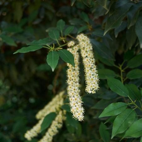 Laurier du Portugal à feuilles étroites - Prunus lusitanica Angustifolia en Motte 100/120cm