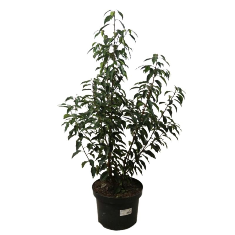 Laurier du Portugal à feuilles étroites - Prunus lusitanica Angustifolia en Pot 80/100cm