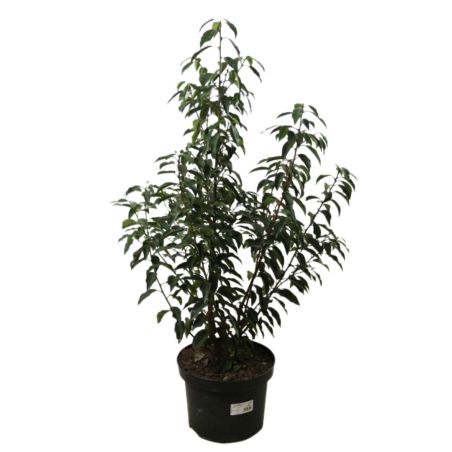 Laurier du Portugal à feuilles étroites - Prunus lusitanica Angustifolia en Pot 80/100cm