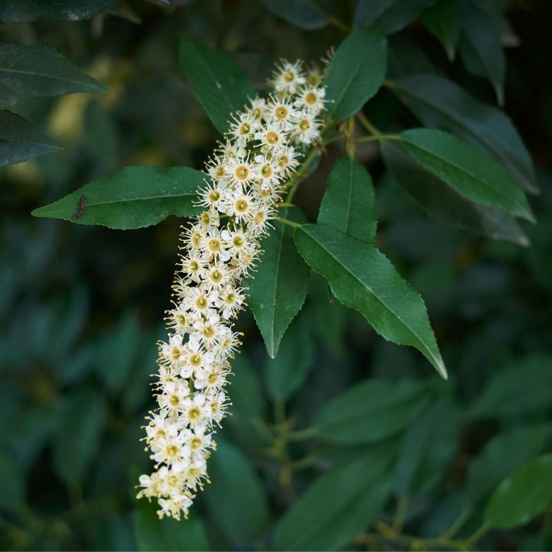 Laurier du Portugal à feuilles étroites - Prunus lusitanica Angustifolia en Pot 80/100cm