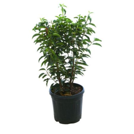 Laurier du Portugal Angustifolia - Prunus lusitanica Angustifolia80cm en Pot