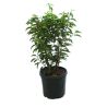 Laurier du Portugal Angustifolia - Prunus lusitanica Angustifolia80cm en Pot