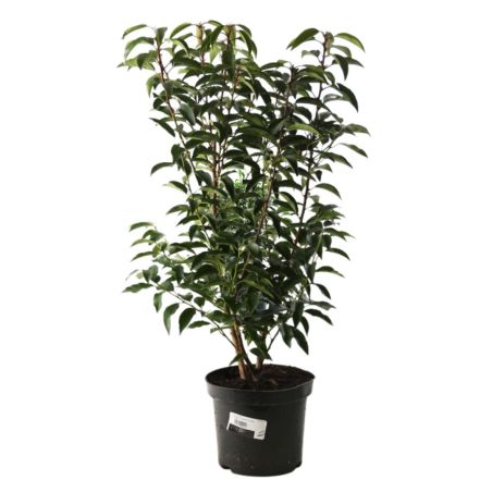 Laurier du Portugal à feuilles étroites - Prunus lusitanica Angustifolia en Pot 60/80cm