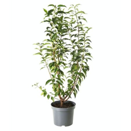 Laurier du Portugal Angustifolia - Prunus lusitanica Angustifolia 60cm en Pot