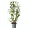 Laurier du Portugal Angustifolia - Prunus lusitanica Angustifolia 60cm en Pot
