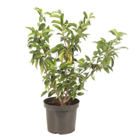 Laurier du Portugal Angustifolia - Prunus lusitanica Angustifolia 40cm en Pot