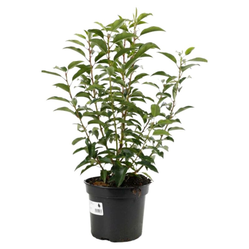 Laurier du Portugal Angustifolia - Prunus lusitanica Angustifolia 40cm en Pot
