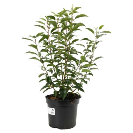Laurier du Portugal Angustifolia - Prunus lusitanica Angustifolia 40cm en Pot