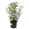 Laurier du Portugal Angustifolia - Prunus lusitanica Angustifolia 40cm en Pot