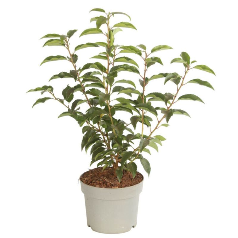 Laurier du Portugal à feuilles étroites - Prunus lusitanica Angustifolia en Pot 2L 30/50cm