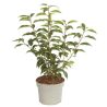 Laurier du Portugal à feuilles étroites - Prunus lusitanica Angustifolia en Pot 2L 30/50cm