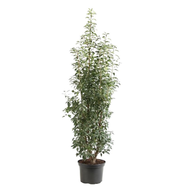Laurier du Portugal à feuilles étroites - Prunus lusitanica Angustifolia en Pot 35L 150/175cm