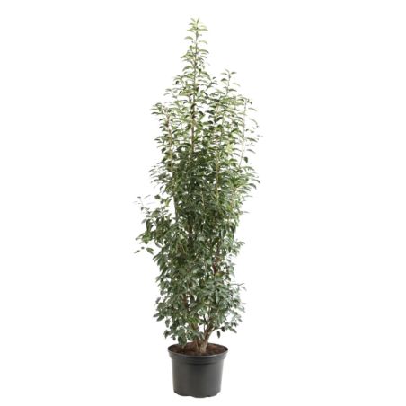 Laurier du Portugal à feuilles étroites - Prunus lusitanica Angustifolia en Pot 35L 150/175cm
