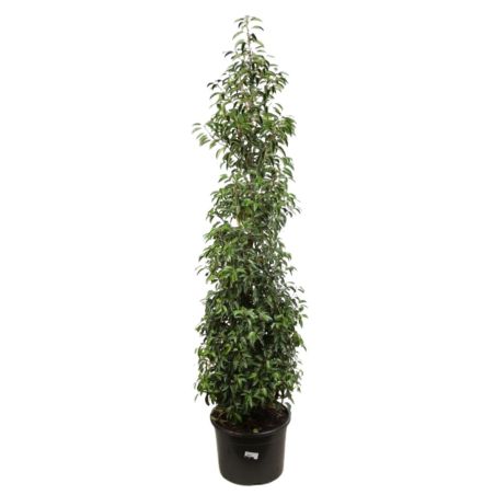 Laurier du Portugal à feuilles étroites - Prunus lusitanica Angustifolia en Pot 35L 150/175cm
