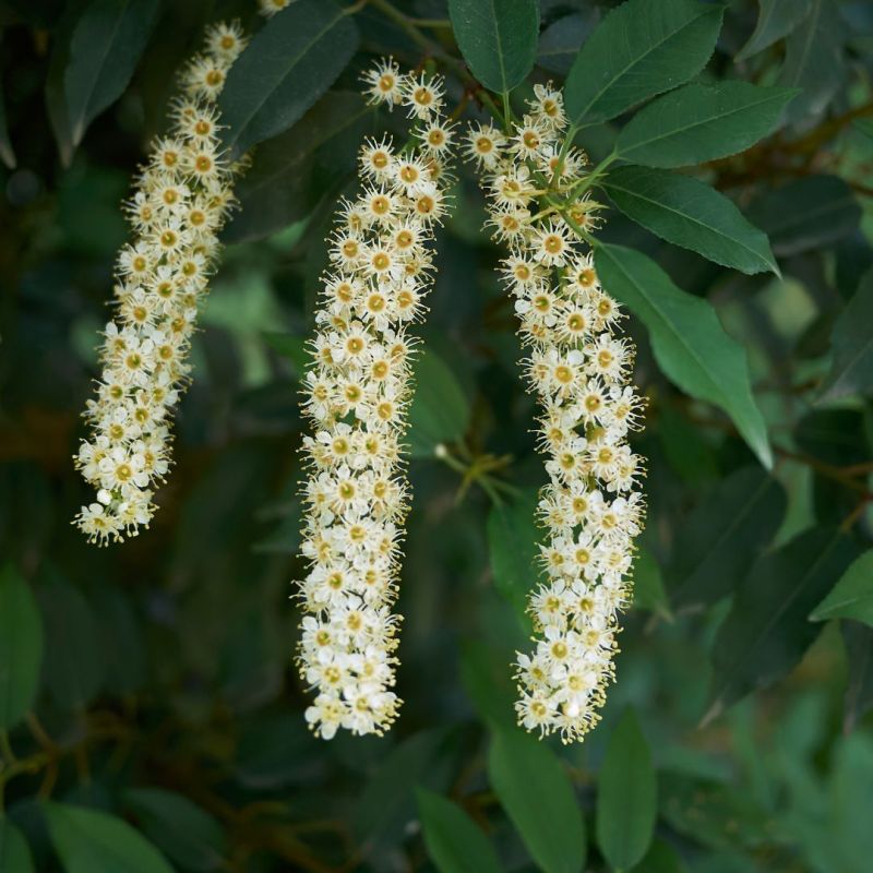 Laurier du Portugal à feuilles étroites - Prunus lusitanica Angustifolia en Pot 35L 150/175cm