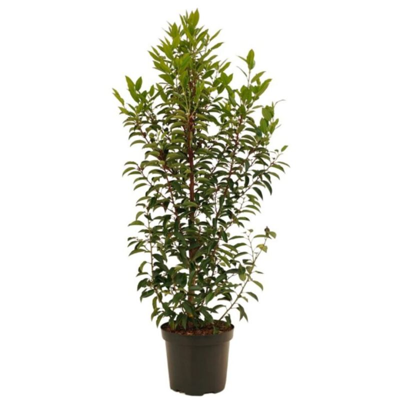 Laurier du Portugal à feuilles étroites - Prunus lusitanica Angustifolia en Pot 100/120cm