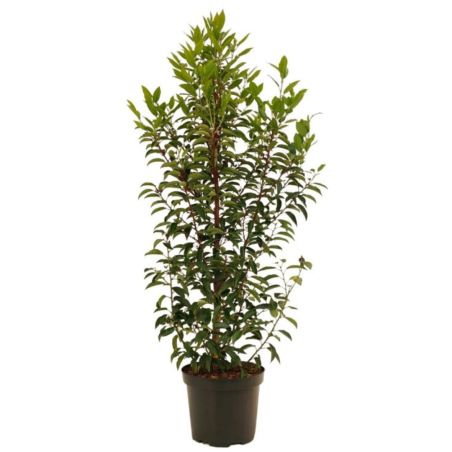 Laurier du Portugal à feuilles étroites - Prunus lusitanica Angustifolia en Pot 100/120cm