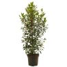 Laurier du Portugal à feuilles étroites - Prunus lusitanica Angustifolia en Pot 100/120cm