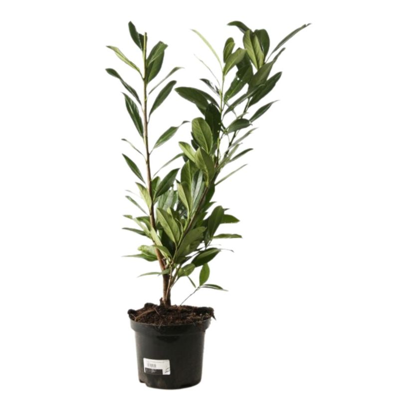 Laurier Cerise Caucasica - Prunus laurocerasus Caucasica 60cm en Pot