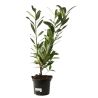 Laurier Cerise Caucasica - Prunus laurocerasus Caucasica 60cm en Pot