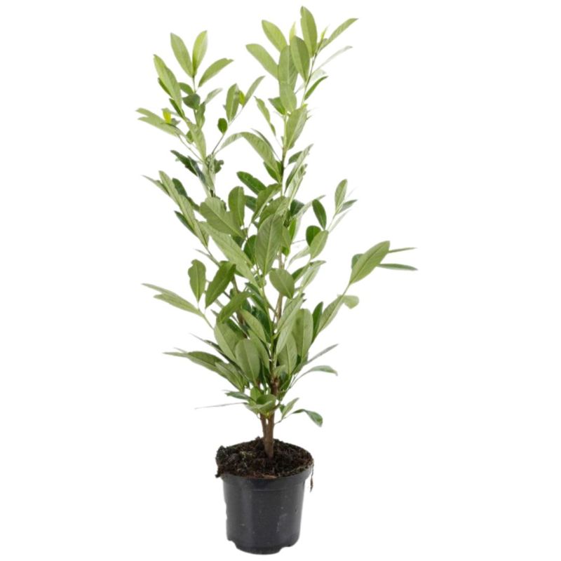 Laurier Cerise Caucasica - Prunus laurocerasus Caucasica 60cm en Pot