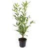 Laurier Cerise Caucasica - Prunus laurocerasus Caucasica 60cm en Pot