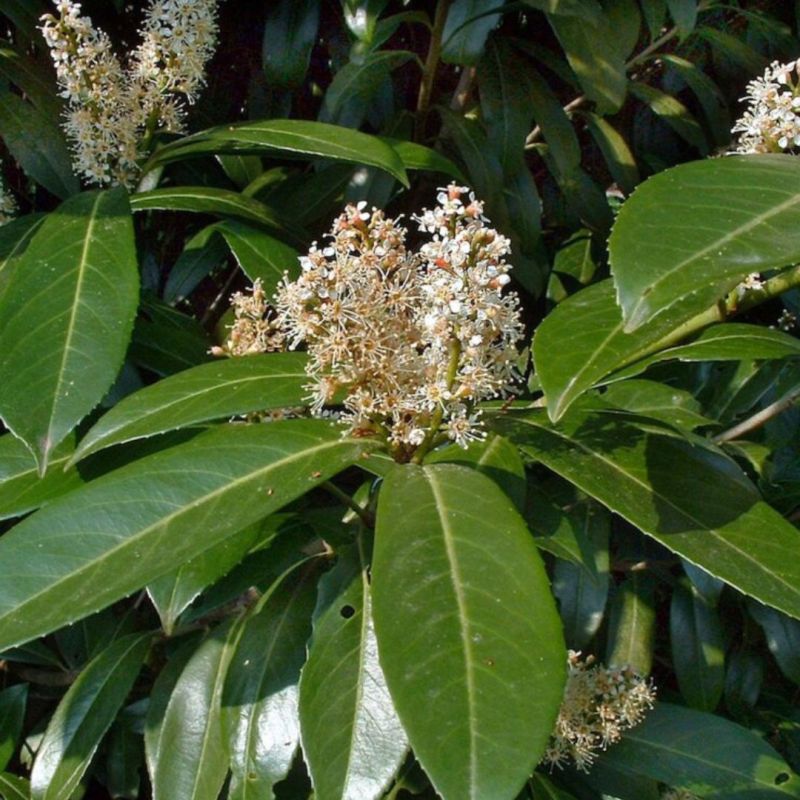 Laurier Cerise Caucasica - Prunus laurocerasus Caucasica 60cm en Pot