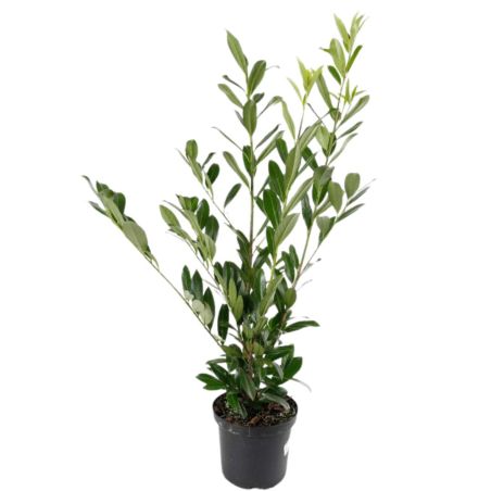 Laurier Cerise Caucasica - Prunus laurocerasus Caucasica 80cm en Pot