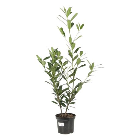 Laurier Cerise Caucasica - Prunus laurocerasus Caucasica 80cm en Pot