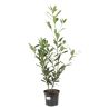 Laurier Cerise Caucasica - Prunus laurocerasus Caucasica 80cm en Pot