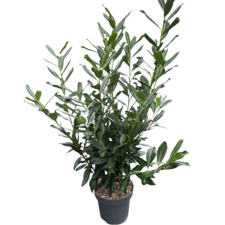 Laurier-cerise Caucasica - Prunus laurocerasus Caucasica en Pot 12L 125/150cm