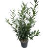 Laurier-cerise Caucasica - Prunus laurocerasus Caucasica en Pot 12L 125/150cm