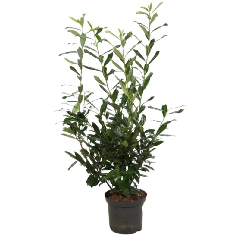 Laurier-cerise Caucasica - Prunus laurocerasus Caucasica en Pot 12L 125/150cm