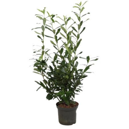 Laurier-cerise Caucasica - Prunus laurocerasus Caucasica en Pot 12L 125/150cm