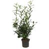 Laurier-cerise Caucasica - Prunus laurocerasus Caucasica en Pot 12L 125/150cm