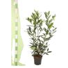 Laurier-cerise Caucasica - Prunus laurocerasus Caucasica en Pot 6L 60/80cm