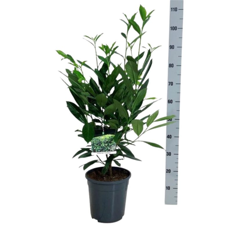 Laurier-cerise Caucasica - Prunus laurocerasus Caucasica en Pot 6L 60/80cm