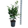 Laurier-cerise Caucasica - Prunus laurocerasus Caucasica en Pot 6L 60/80cm