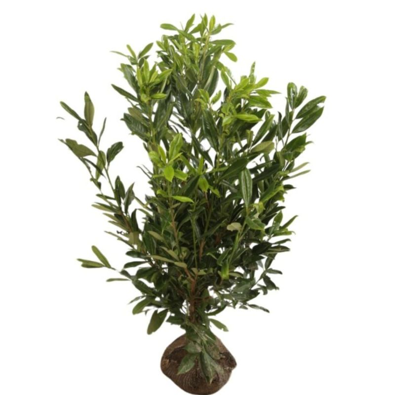 Laurier-cerise Caucasica - Prunus laurocerasus Caucasica en Motte 125/150cm