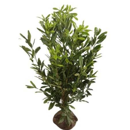 Laurier-cerise Caucasica - Prunus laurocerasus Caucasica en Motte 125/150cm