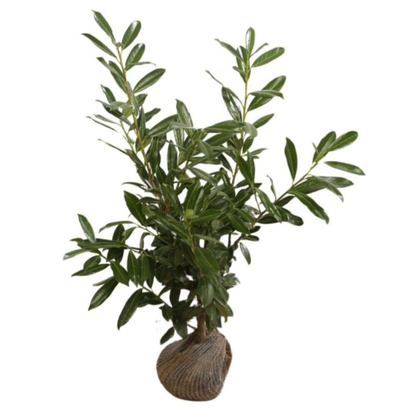 Laurier-cerise Caucasica - Prunus laurocerasus Caucasica en Motte 80/100cm