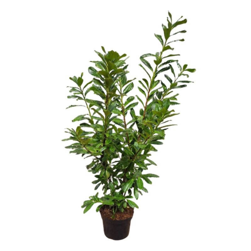 Laurier cerise Novita - Prunus laurocerasus Novita 100cm en Pot