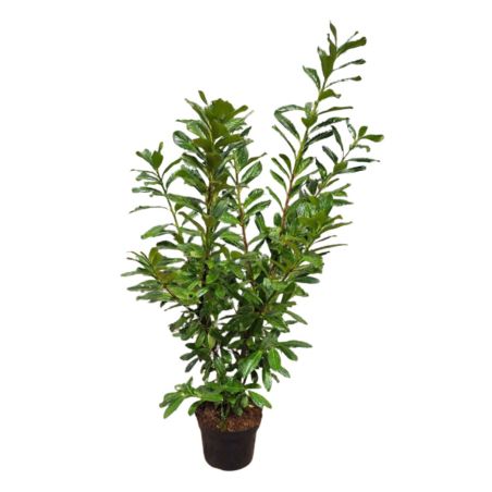 Laurier cerise Novita - Prunus laurocerasus Novita 100cm en Pot