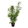 Laurier cerise Novita - Prunus laurocerasus Novita 100cm en Pot