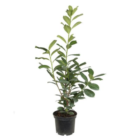 Laurier-cerise Novita - Prunus laurocerasus Novita en Pot 60/80cm