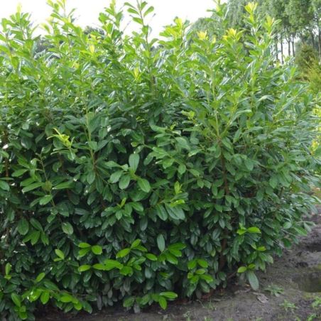 Laurier-cerise Novita - Prunus laurocerasus Novita en Pot 60/80cm