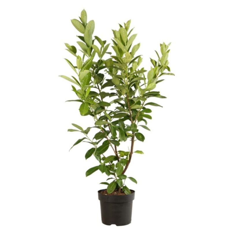 Laurier cerise Rotundifolia - Prunus laurocerasus Rotundifolia 100cm en Pot