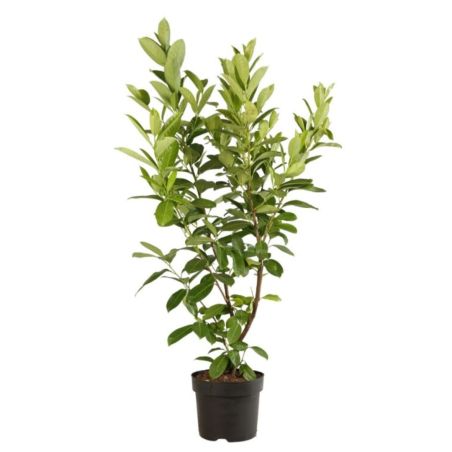 Laurier cerise Rotundifolia - Prunus laurocerasus Rotundifolia 100cm en Pot